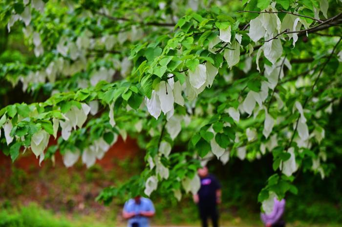 “植物大熊猫”野生珙桐花山村绽放